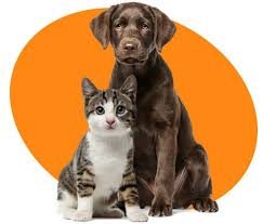 Pet Image